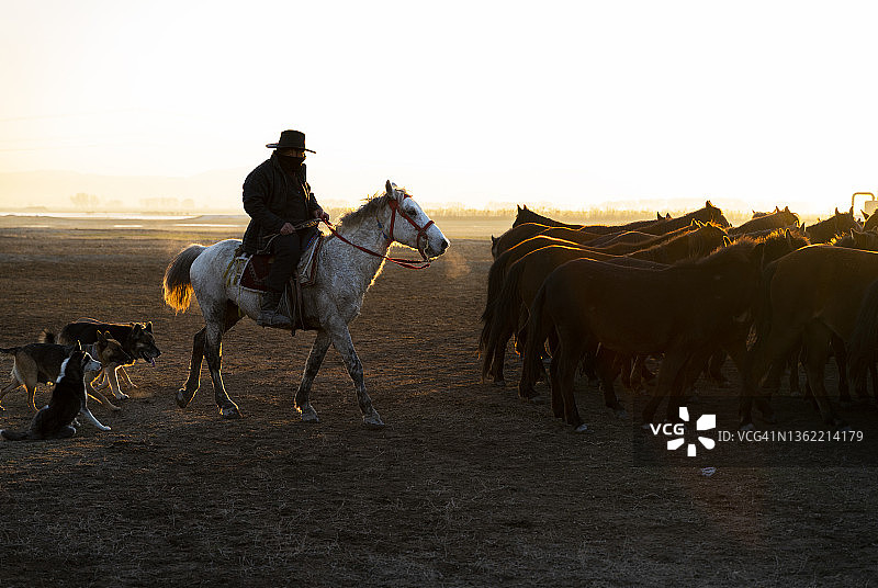 追逐野马的狗和牧马人背景图片素材