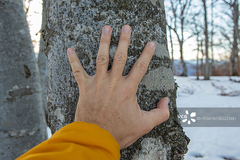手触摸森林中的树干图片素材