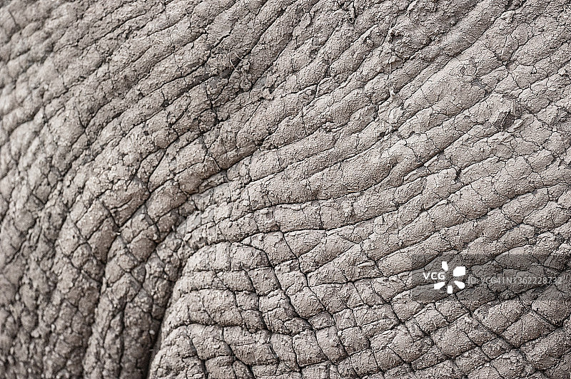 坦桑尼亚塔兰吉雷国家公园非洲象（非洲象属）的褶皱皮肤特写图片素材