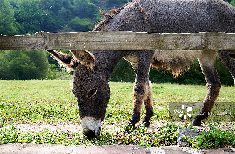 采食草药的驴子特写图片素材