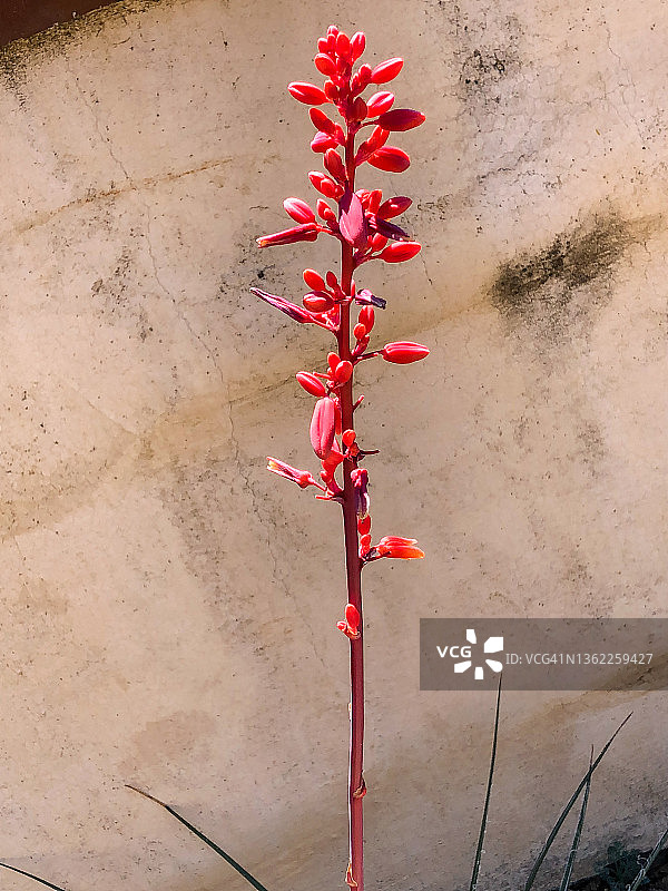 红丝兰图片素材