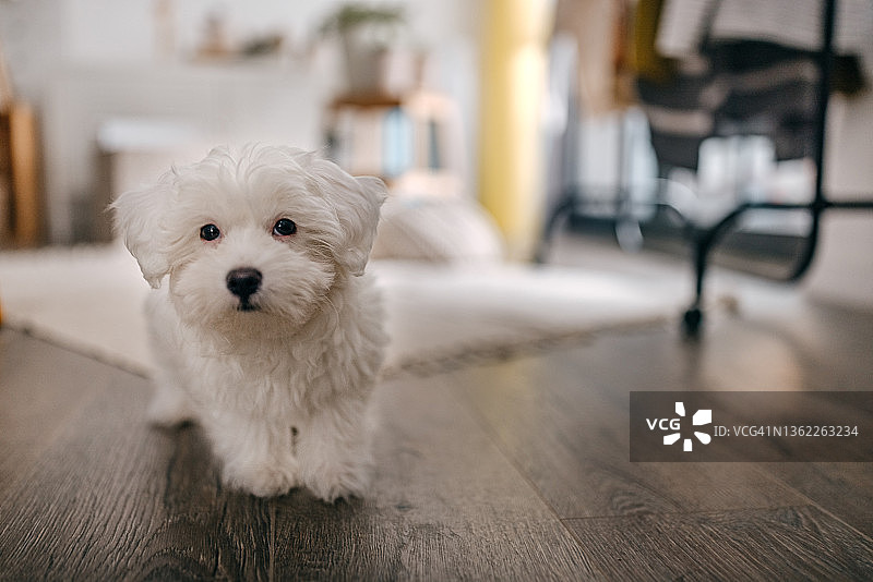 家中的小马尔济斯犬图片素材