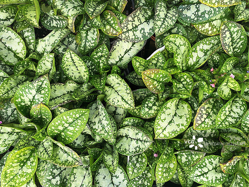 粉红女士肺草图片素材