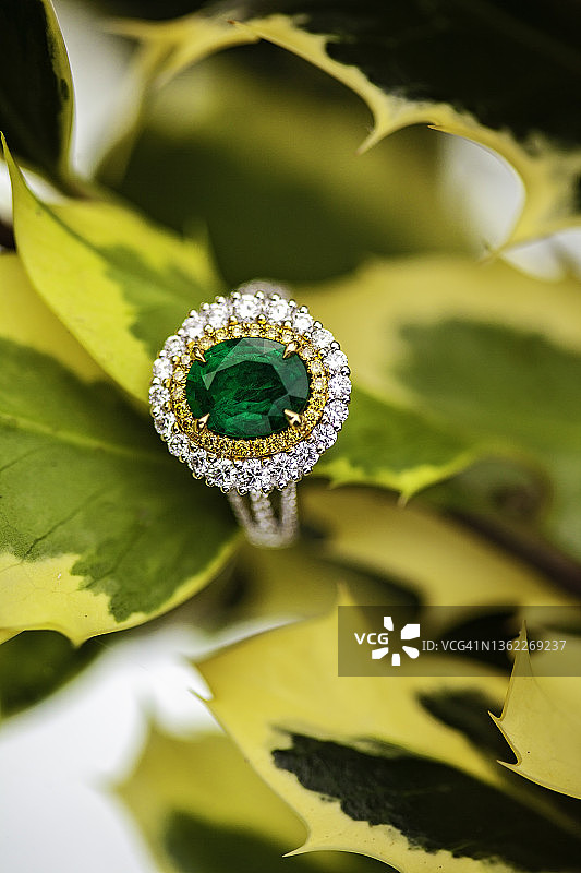 冬青叶上的祖母绿戒指图片素材