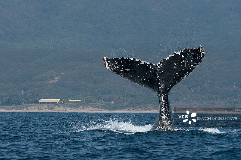 阳光明媚，墨西哥哈利斯科州巴亚尔塔港附近班德拉斯湾的座头鲸尾叶图片素材