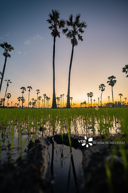 日落时分，棕榈树在天空下的田野上图片素材