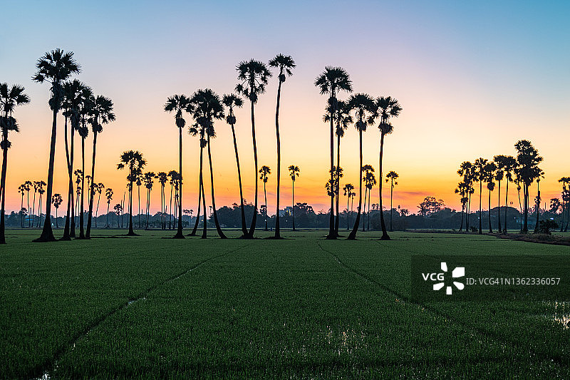 日落时分，田野上的棕榈树图片素材