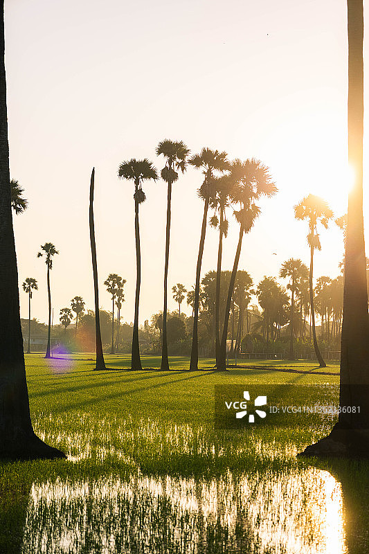 泰国巴吞他尼府日落时稻田棕榈树的垂直景观图片素材