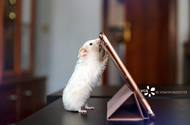 叙利亚小仓鼠用后腿站立，前腿放在平板电脑上，专注地盯着平板电脑的麦克风图片素材