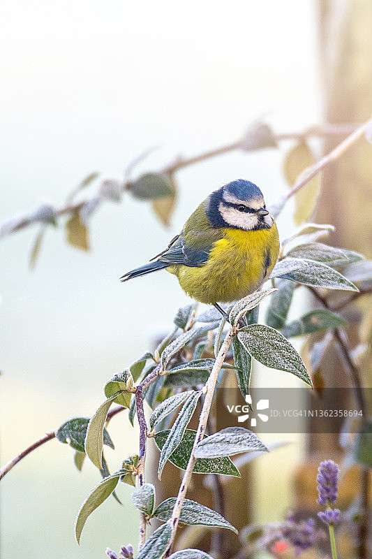 栖息在霜冻栒子树枝上的欧亚蓝山雀图片素材