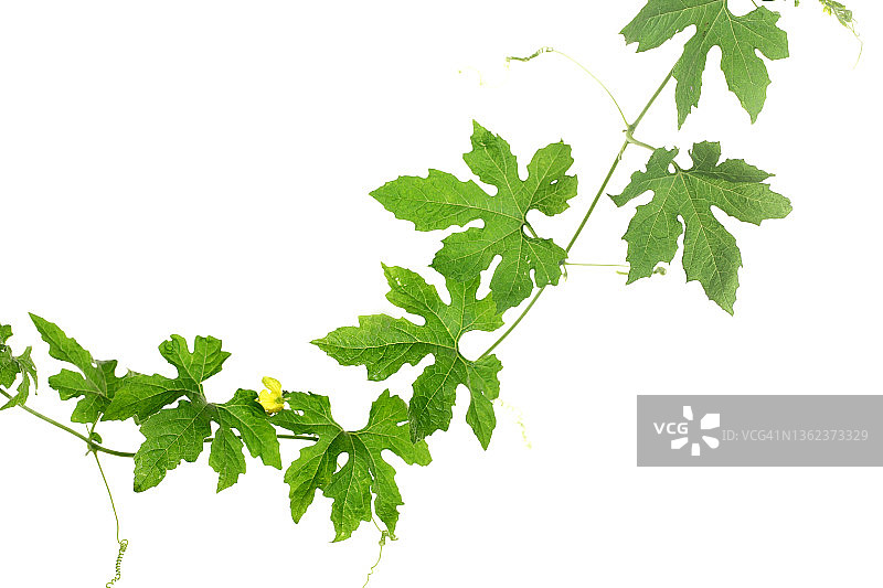 白色背景上的绿色蔓生植物图片素材