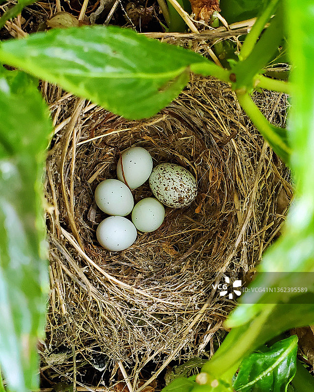 紫红雀巢的巢寄生现象图片素材