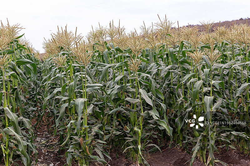 玉米秸秆图片素材