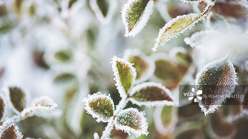 雪冬中的冷冻植物图片素材