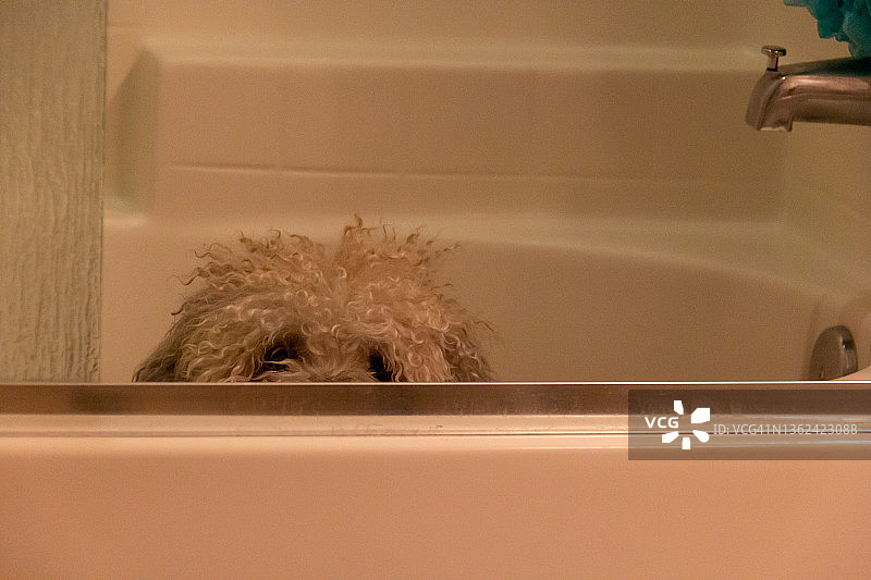 洗澡时间图片素材