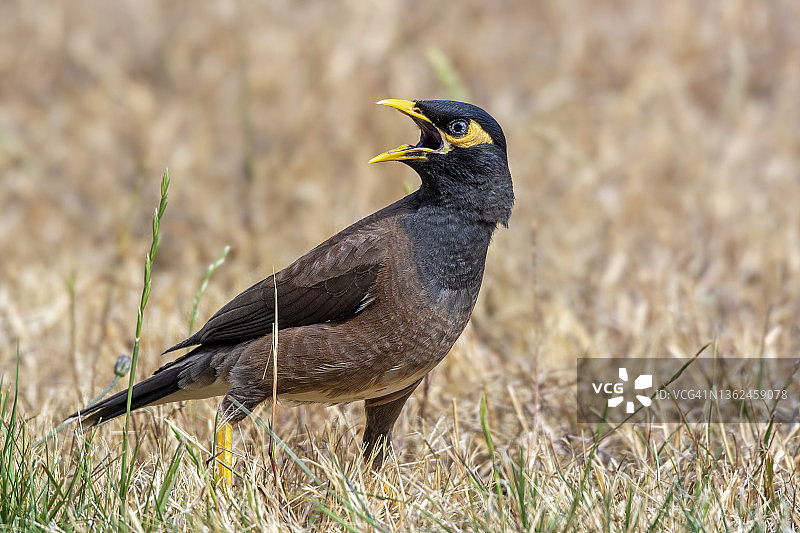印度八哥鸟（Acridotheres tristis）图片素材