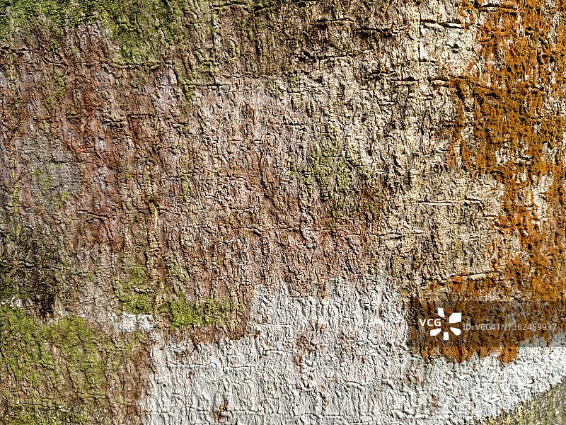 树皮纹理图片素材