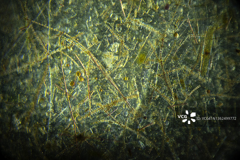 藻类显微镜视图图片素材