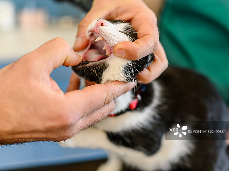 兽医检查猫咪牙齿健康图片素材