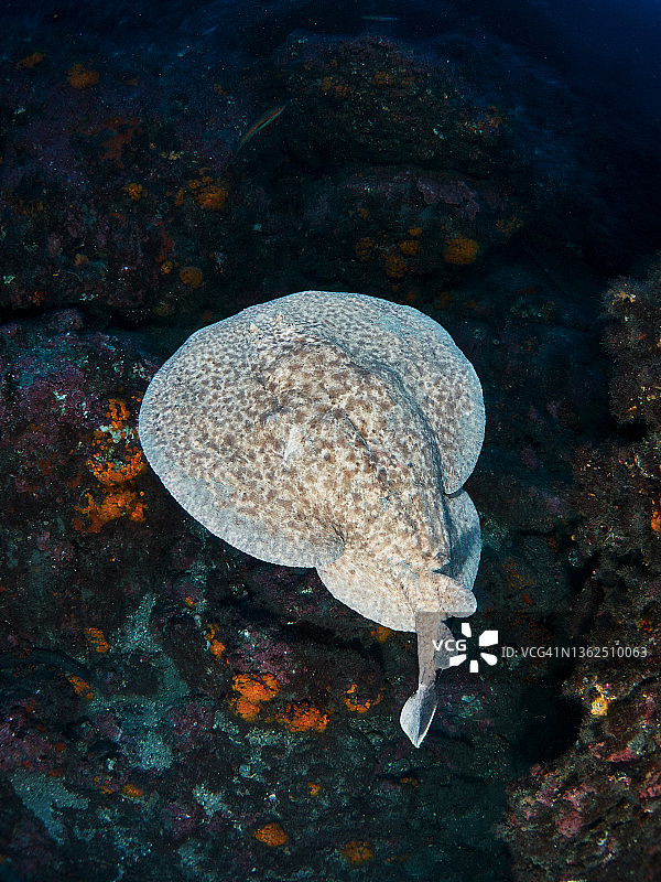 地中海中的电鳐图片素材