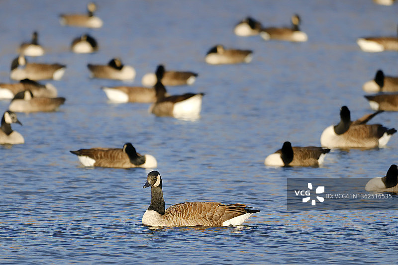 冬季法国巴黎附近的加拿大鹅图片素材