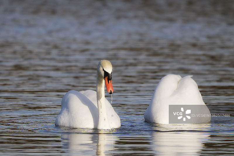 法国巴黎附近冬季的野生天鹅图片素材