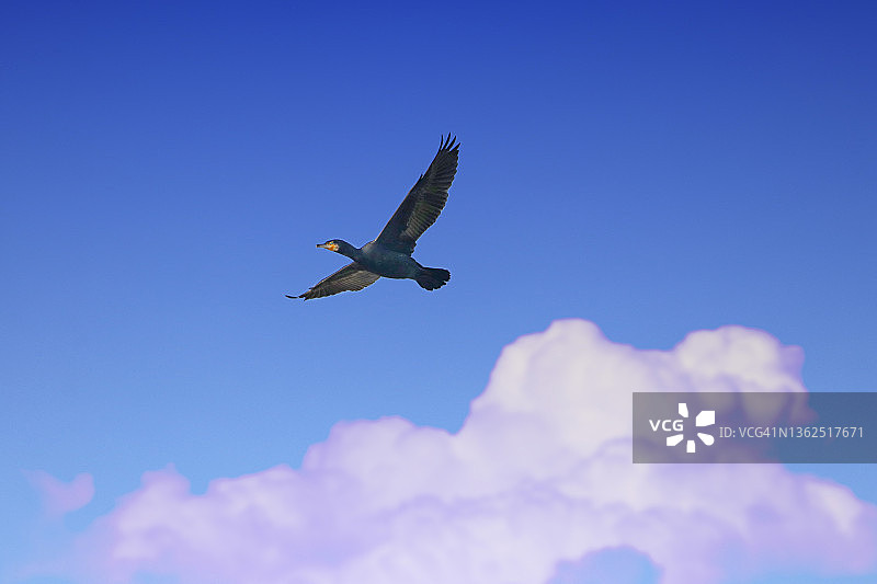 冬季法国巴黎附近的鸬鹚图片素材