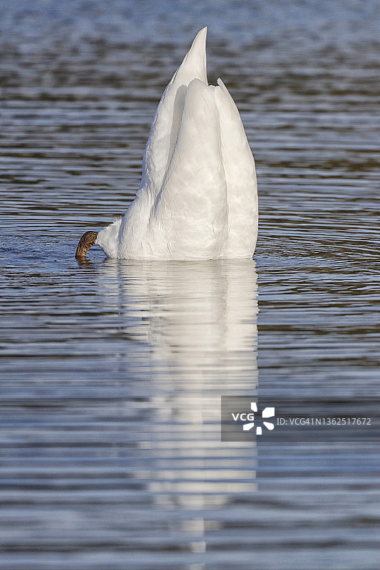 冬季法国巴黎附近的野生天鹅图片素材
