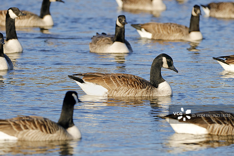 冬季法国巴黎附近的加拿大鹅图片素材