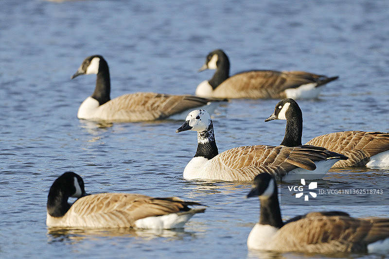 冬季法国巴黎附近的加拿大鹅图片素材