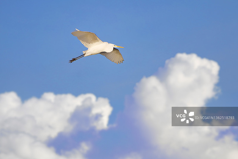 冬季巴黎附近的牛背鹭图片素材