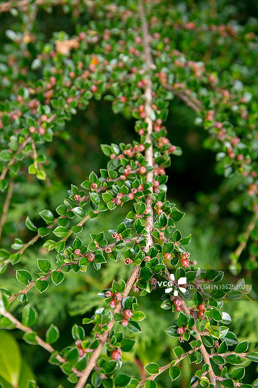 光亮栒子（Cotoneaster lucidus）的绿色小叶和红色花蕾图片素材