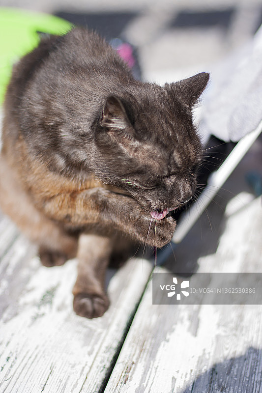 温暖阳光下舔爪子的黑猫图片素材