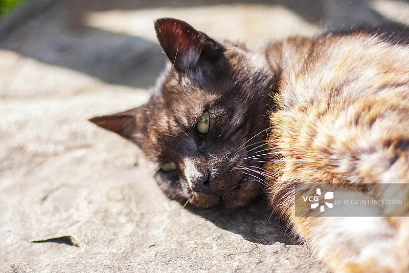 在石头表面睡觉的黑猫，睁着眼睛看着相机图片素材