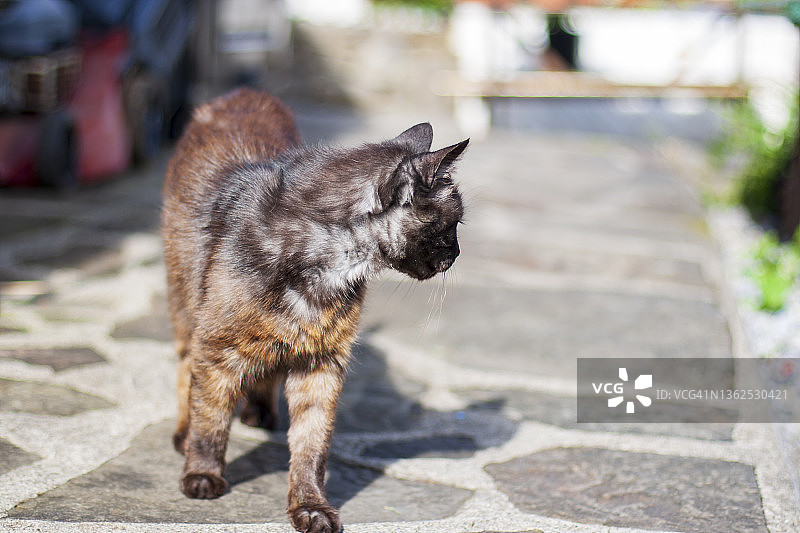 黑猫在乡村小屋花园里散步图片素材
