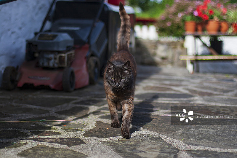 深色猫咪走在乡村小屋花园里图片素材