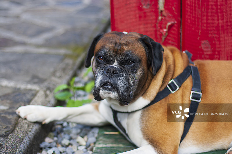 在花园里放松的黄褐色拳师犬图片素材