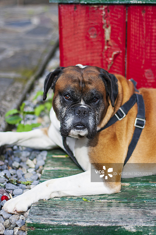 在花园里放松的黄褐色拳师犬图片素材