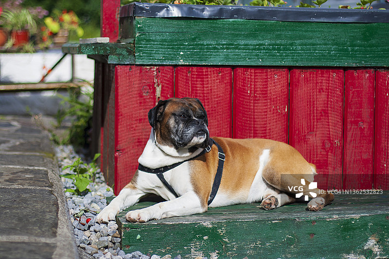 在花园里放松的黄褐色拳师犬图片素材