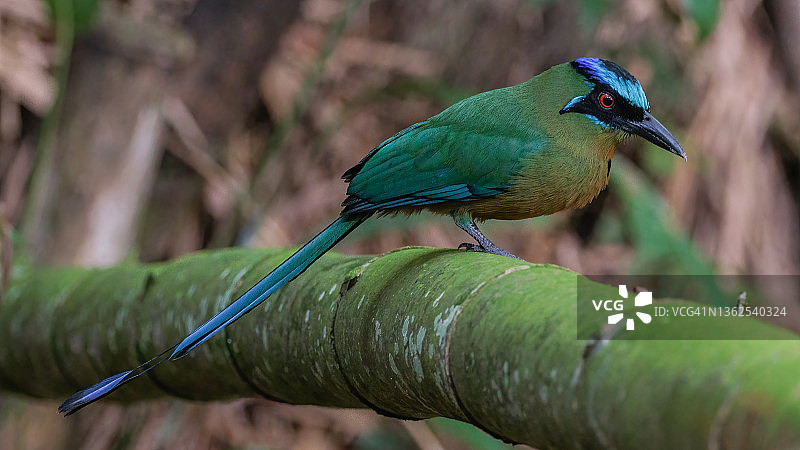 亚马孙绿鹭图片素材