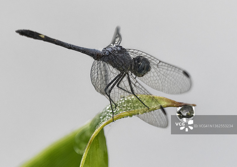 蜻蜓与水滴图片素材