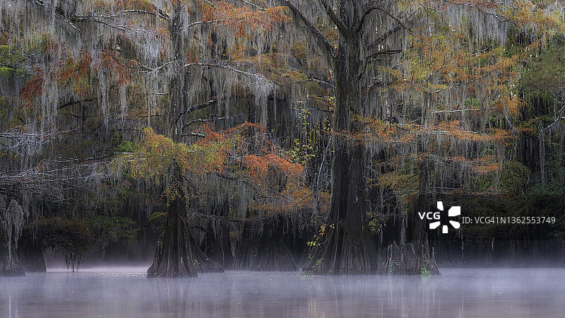 秋季柏树沼泽图片素材