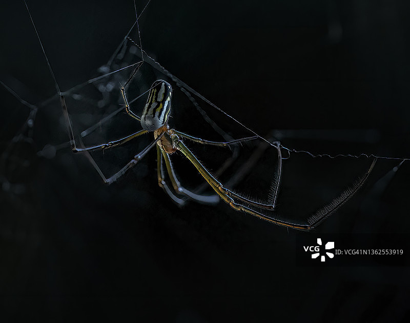 果园金蛛图片素材