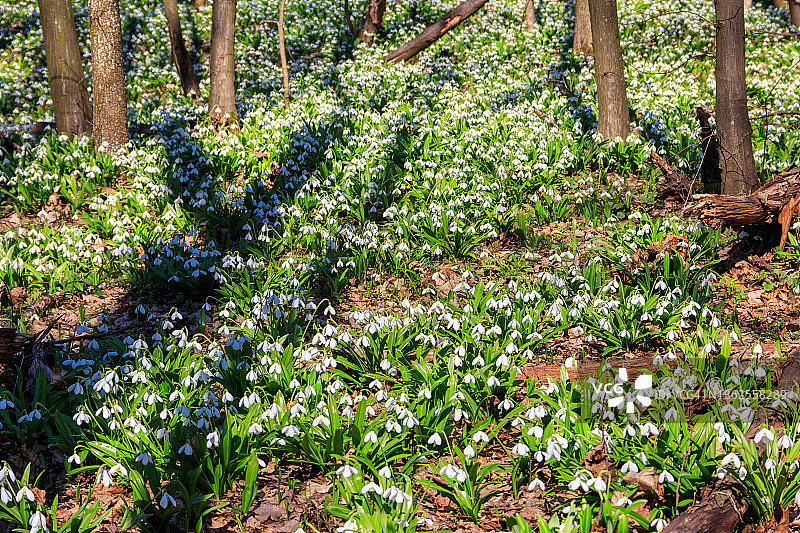 春天森林里的白色雪滴花图片素材