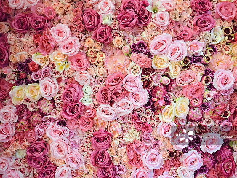 粉色玫瑰墙图片素材