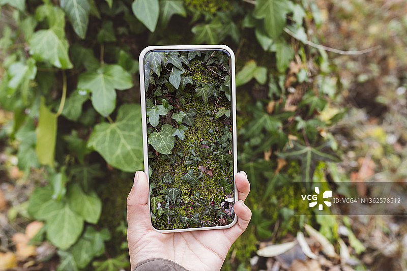 树上长满苔藓的手机照片图片素材