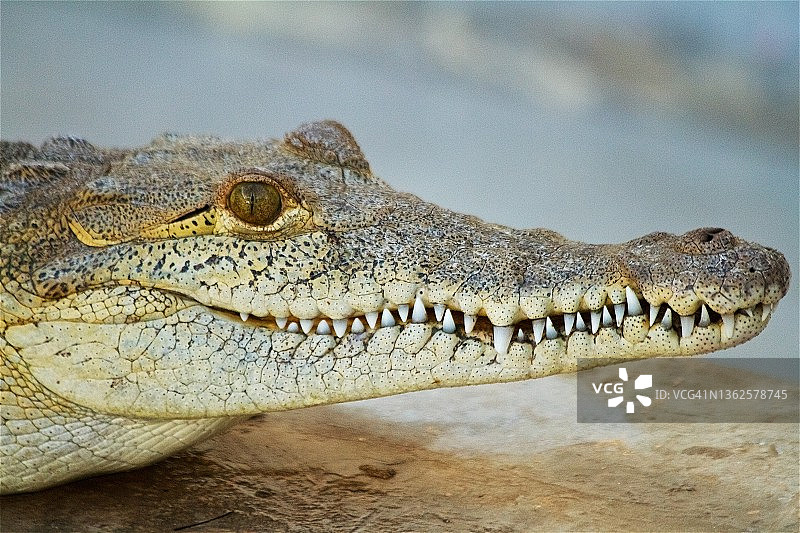 幼年美洲鳄图片素材