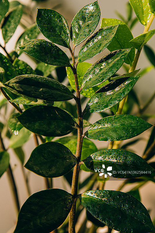 金钱树图片素材