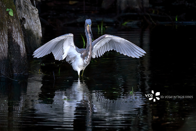 在佛罗里达州奥乔皮大柏树沼泽国家保护区，三色鹭展示捕鱼行为，展开翅膀遮阴寻鱼图片素材