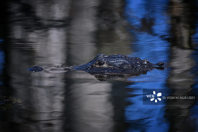 大柏树沼泽国家保护区短吻鳄面部特写，佛罗里达州奥乔皮图片素材